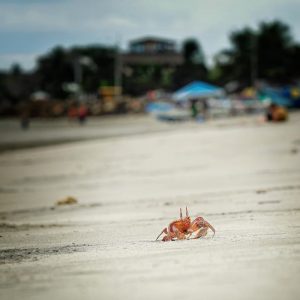 Mompiche - crab on the Beach